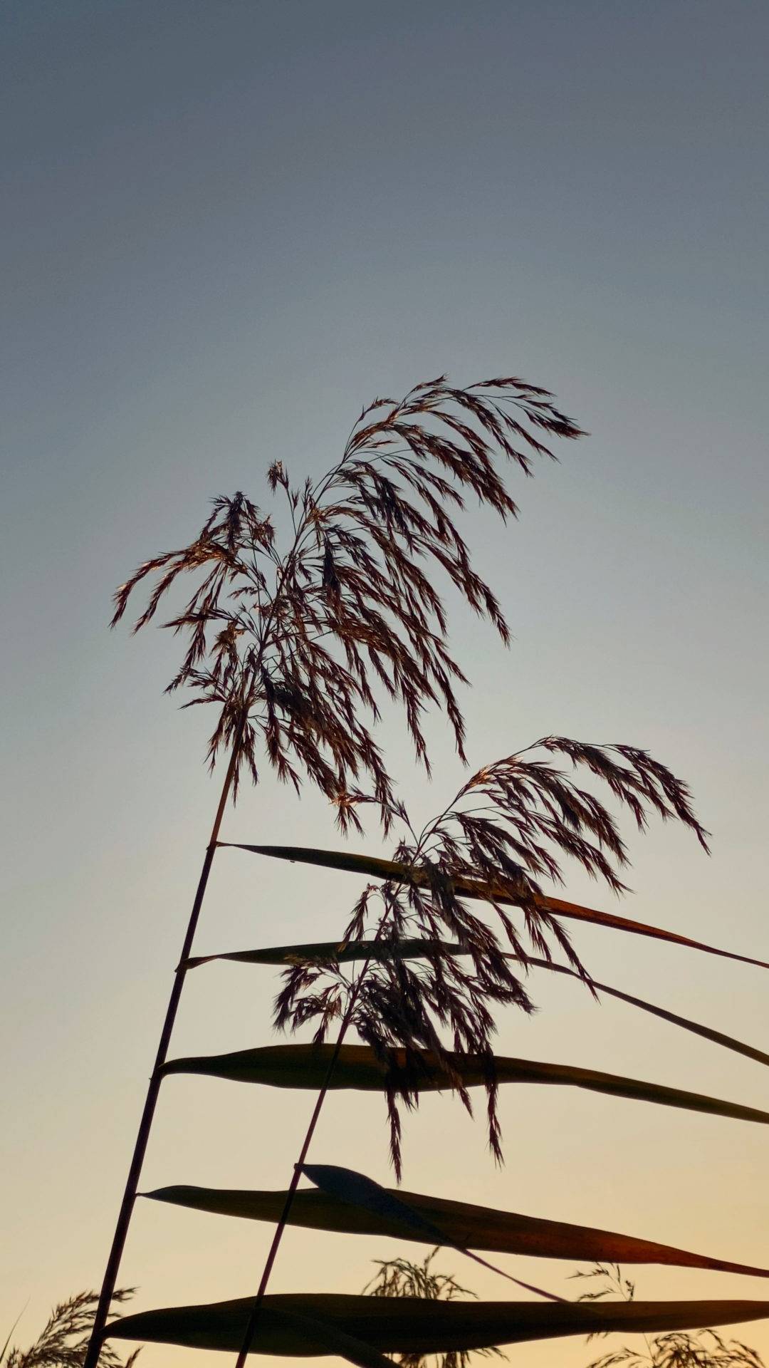 「考える葦／考えない葦」2021　山下麻衣＋小林直人